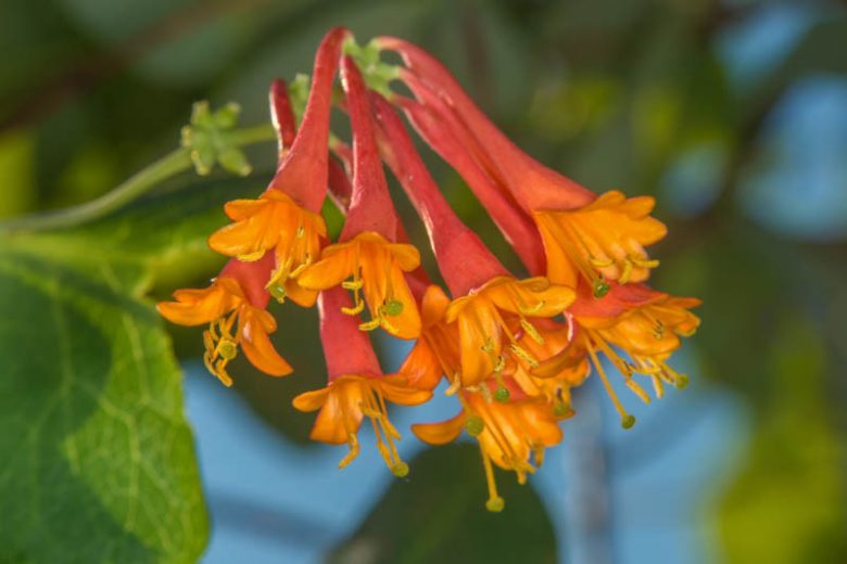 Arbori decorativi - Mana Maicii Domnului rosie 5-10cm Lonicera Brownii Dropmore Scarlet
