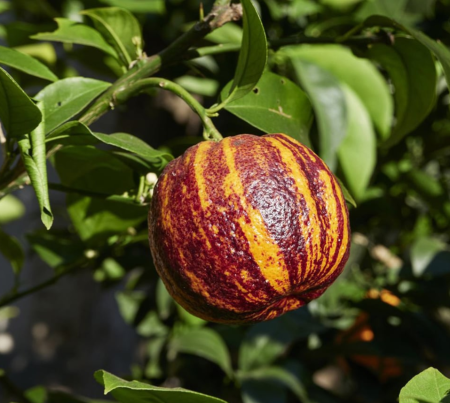 Citrice - Mandarin Portocal Arkobal - portocala mandarina bicolor fara seminte 100-120 cm