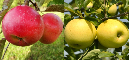 Pomi DUO cu 2 tipuri in acelasi pom - Măr Duo Golden cu Idared - mere galbene si rosi pe același pom
