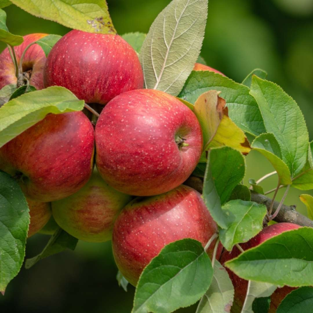 Mini Mar - Măr mini Delegrina , radacina libera