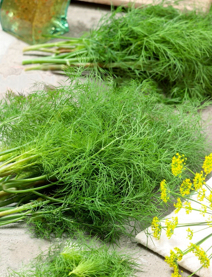 Legume - Marar Moravan , 5g seminte