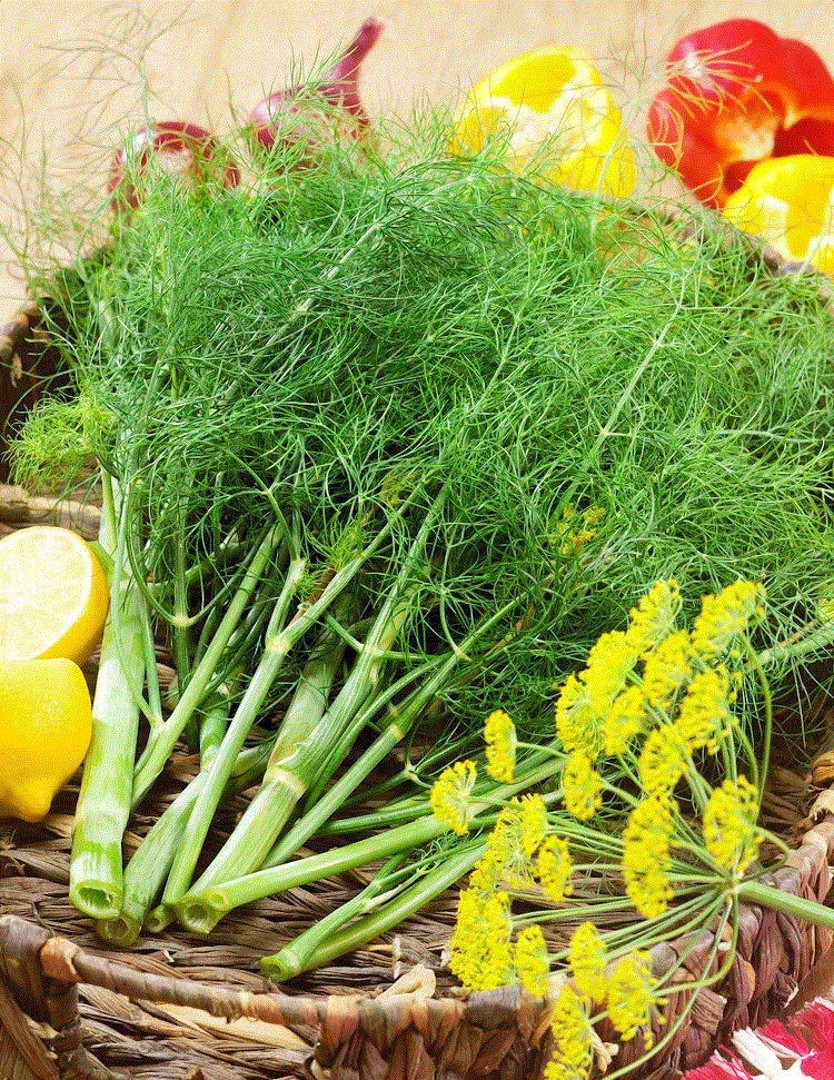 Legume - Marar Sprinter , 5g seminte