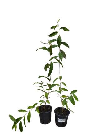 Toate produsele - Maslin de toamna Elaeagnus umbellata 1 Sweet'n'Sour® + 1 Amoroso set 30-50 cm