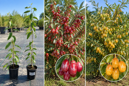 Arbuști Fructiferi (Fructe de Pădure) - Maslin de toamna Elaeagnus umbellata 1 Sweet'n'Sour® + 1 Amoroso set 30-50 cm