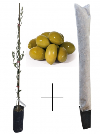 Arbusti fructiferi - Măslin Halkidiki verde de masa , rezistent la ger , 40-60 cm + protectie cadou