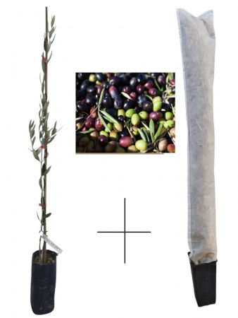 Toate produsele - Maslin rezistent la ger Prodromou , 50-80 cm + protectie iarna cadou