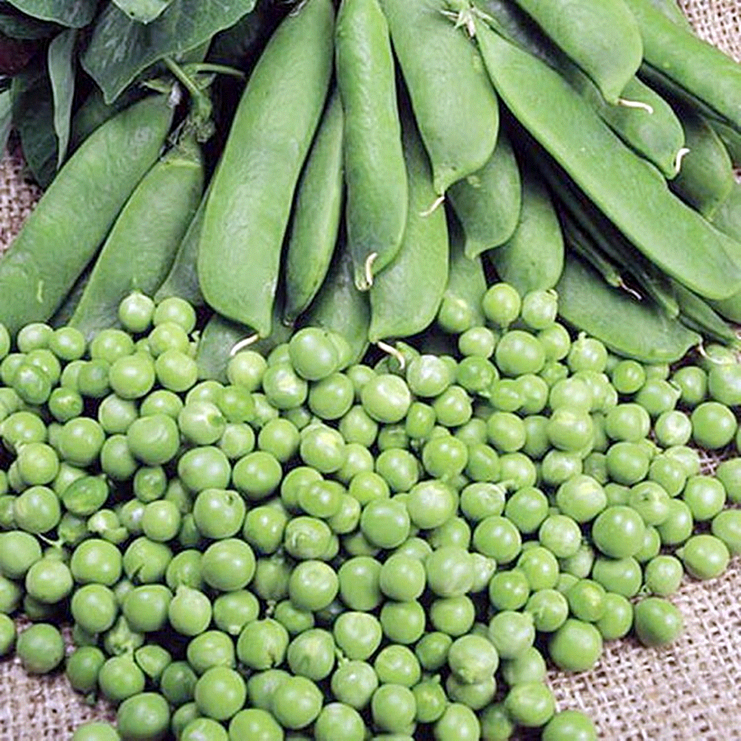 Fructe - Mazare miracolul lui Kelvedon , 50g seminte