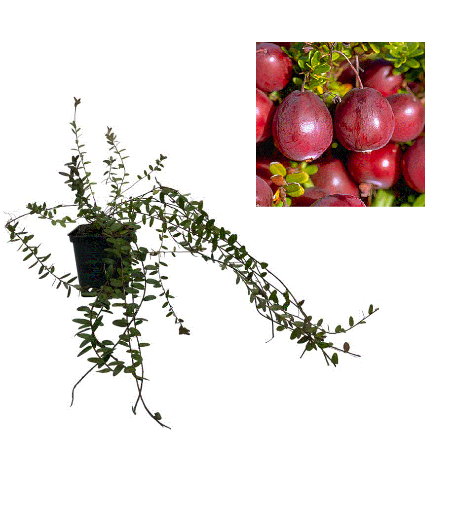 Arbusti fructiferi - Merisor Pilgrim - 2 ani