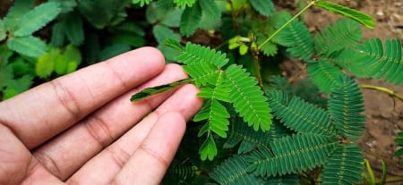 Exotice - Mimoza rusinoasa  (Mimosa pudica)  , 0.2 g seminte
