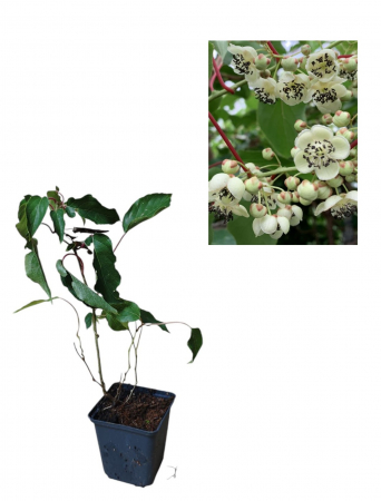Mini Kiwi - Mini kiwi Actinidia Arguta Weiki mascul polenizator