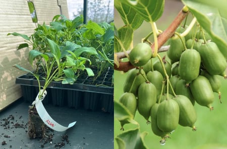 Arbusti fructiferi - Mini kiwi Issai - Actinidia arguta ‘Issai’ (minikiwi) 5-10 cm