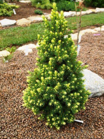 Molid Conic  galben- Picea glauca Rainbow's End 5 cm [0]