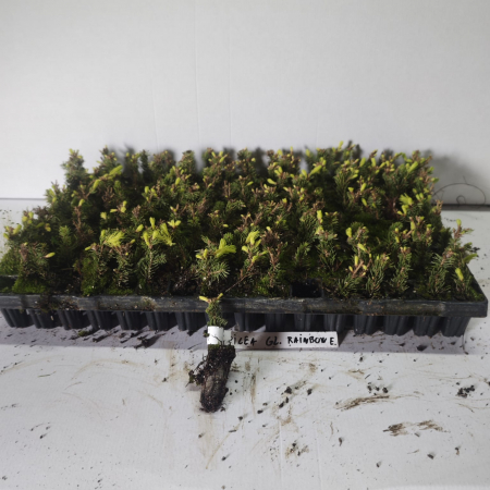 Molid Conic  galben- Picea glauca Rainbow's End 5 cm [1]