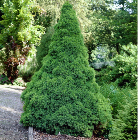 Molid conic ( Picea glauca Conica ) 5-10 cm [1]