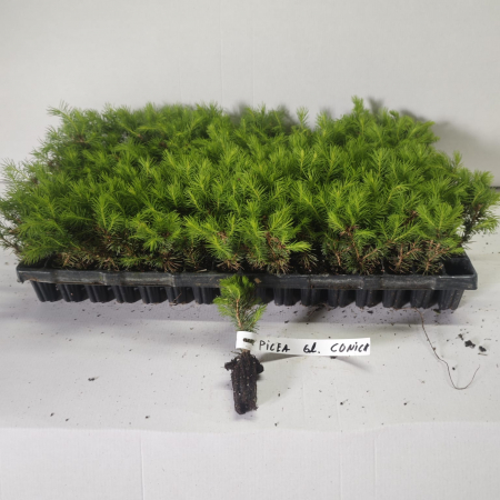 Molid conic ( Picea glauca Conica ) 5-10 cm [2]