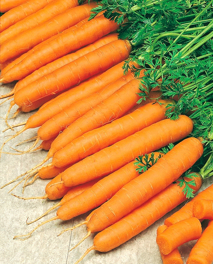 Legume - Morcov Amsterdam 3 , 5g seminte