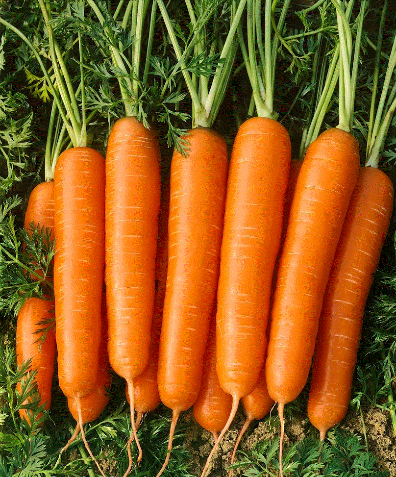Legume - Morcov Nantaise 2 , 5g seminte