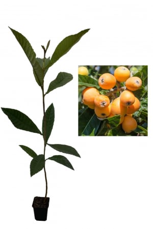 Copaci fructiferi - Mosmon japonez (Eriobotrya japonica) 50-80 cm , vesnic verde