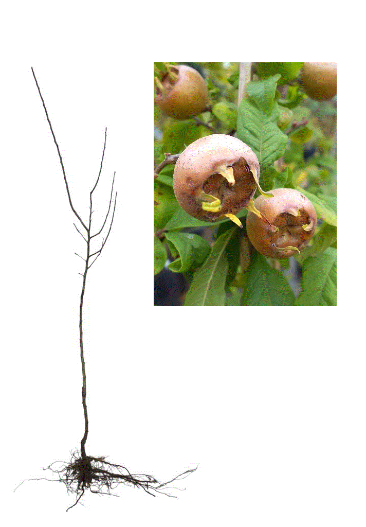 Mosmon ( Mespilus germanica ) , 140 - 160 cm , radacina libera [0]