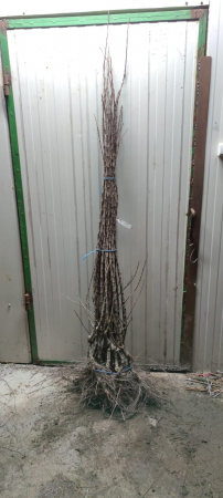 Mosmon ( Mespilus germanica ) , 140 - 160 cm , radacina libera [1]