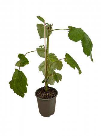 Áfonyak - https://gomagcdn.ro/domains2/planteieftine.ro/files/product/original/mur-japonez-20-30-cm-rubus-phoenicolasius-mur-rosu-031262.jpg