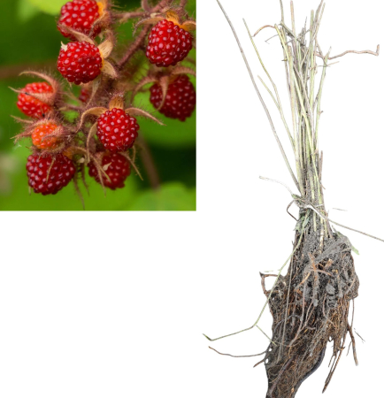 Arbusti fructiferi - Mur Japonez 30-50 cm la radacina libera