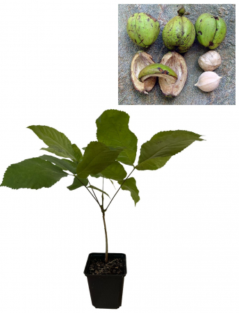 Pomi fructiferi - Nuc aromat Caya Ovata 20-30 cm