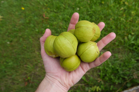 Toate produsele - Nuc dulce cu fructe mari Carya Laciniosa 10-20cm