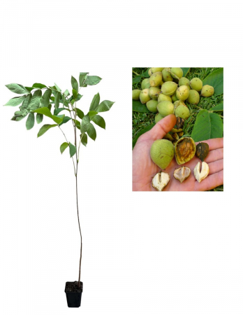 Copaci forestieri - Nuc japonez - Nuc inima ( Juglans Ailantifolia cordiformis ) , 2 ani , 30-50cm