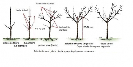 Nuc Pecan (Carya illinoensis) , 150-180 cm , 3 ani , radacina libera [5]