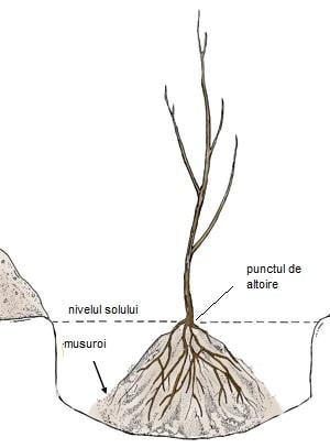 Nuc Pecan (Carya illinoensis) , 150-180 cm , 3 ani , radacina libera [3]
