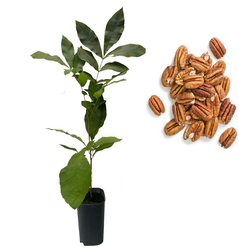 Minden termék - https://gomagcdn.ro/domains2/planteieftine.ro/files/product/original/nuc-pecan-carya-illinoensis-2-ani-848171.gif|https://gomagcdn.ro/domains2/planteieftine.ro/files/product/original/nuc-pecan-carya-illinoensis-2-ani-500616.png