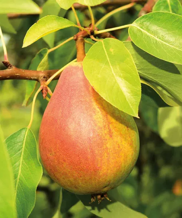 Para - Pară Clapps Favourite 120-150 cm, radacina libera