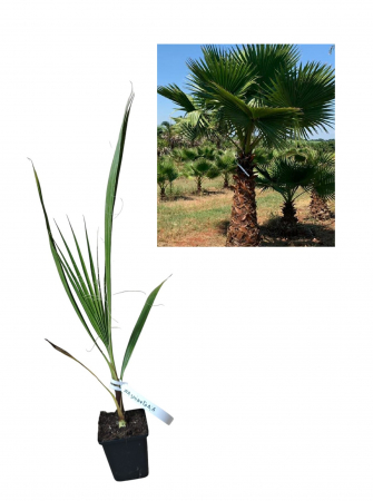Copaci exotici (aclimatizati) - Palmier de desert ( Washingtonia filifera )