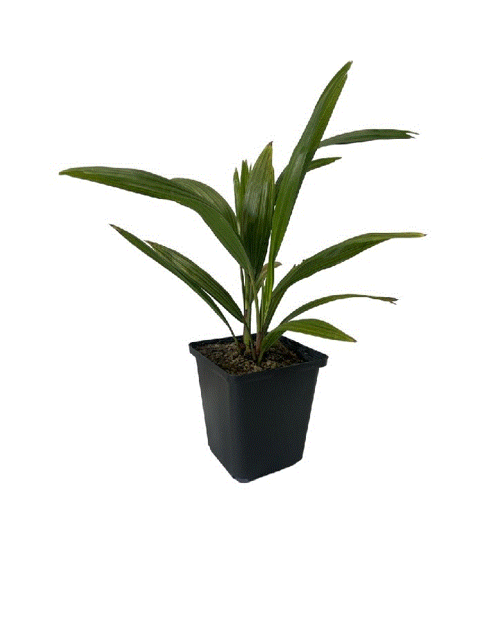 Copaci exotici (aclimatizati) - Palmier morișcă - Palmier rezistent la ger  ( Trachycarpus fortunei )