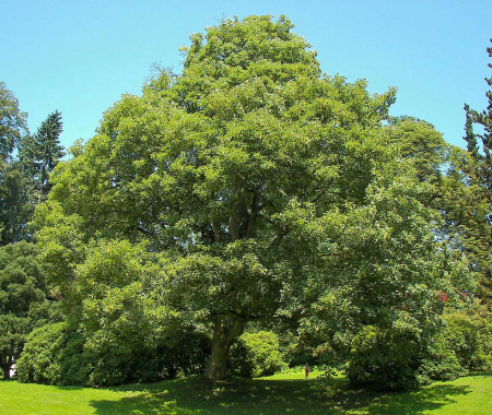 Paltin de munte 50-80 cm ( Acer pseudoplatanus), radacina libera [1]