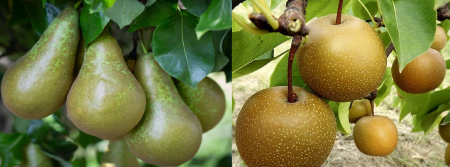 Pomi DUO cu 2 tipuri in acelasi pom - Păr Duo Conference cu Shinseiki (Nashi) - verzi alungite cu galbene rotunde