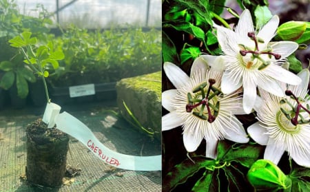 flori - Passiflora caerulea alba rezistenta la ger 'Constance Elliot', Floarea Pasiunii 5-10 cm