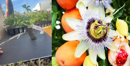 flori - Passiflora caerulea- Floarea-pasiunii albastră