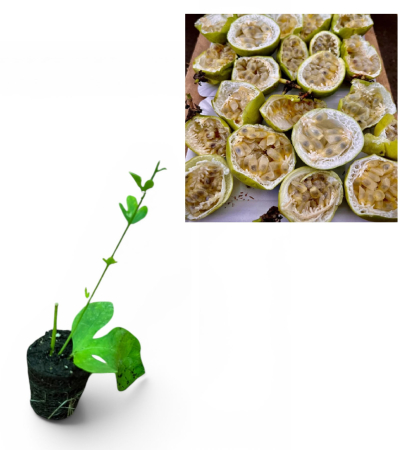 Arbusti fructiferi - Passiflora Snowstar – Maracuja , fructul pasiunii care rezistent 10-20cm