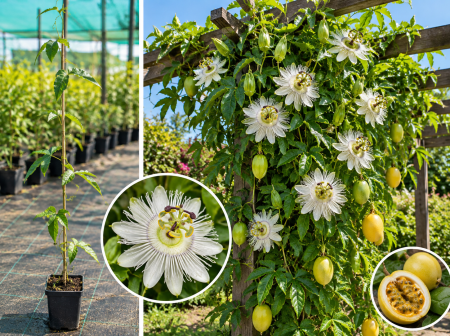 Toate produsele - Passiflora Snowstar – Maracuja , fructul pasiunii care rezistent 30-40cm