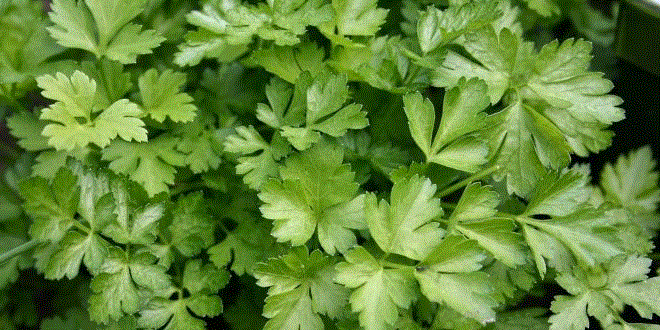 Legume - Patrunjel Festival 68 , 5g seminte