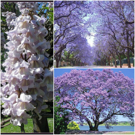Toate produsele - Paulownia Tomentosa scurtat la 20-40 cm , radacina libera