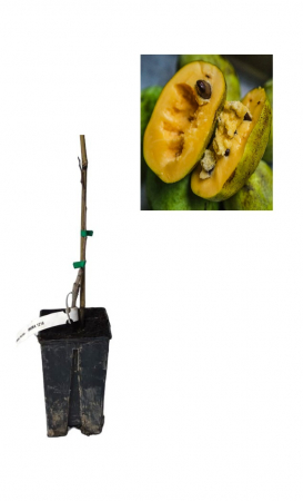 Toate produsele - Paw paw Prima - Banana nordului 40-60cm