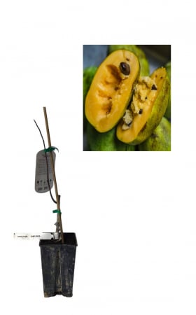 Toate produsele - Paw paw Sunflower - Banana nordului 40-60cm