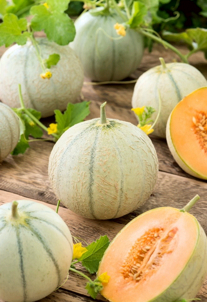 Seminte - Pepene galben Charentais , 1g seminte