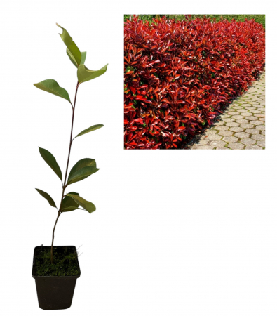 Arbori decorativi - Photinia fraseri Red Robin 20-40 cm , gard viu