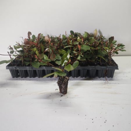 Toate produsele - Photinia fraseri Red Robin 5-10 cm , gard viu
