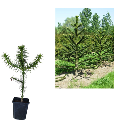 Copaci forestieri - Pin Chilian (Araucaria Araucana)