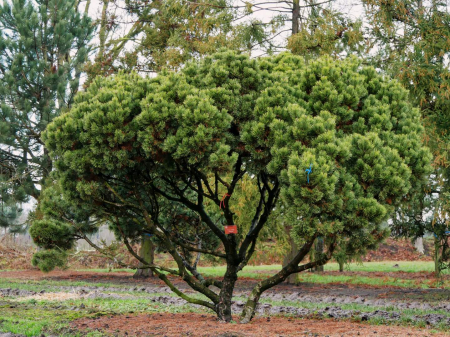 Copaci forestieri - Pinus mugo ‘Mugo’ – conifer pitic, rezistent la ger, ghiveci 5–10 cm
